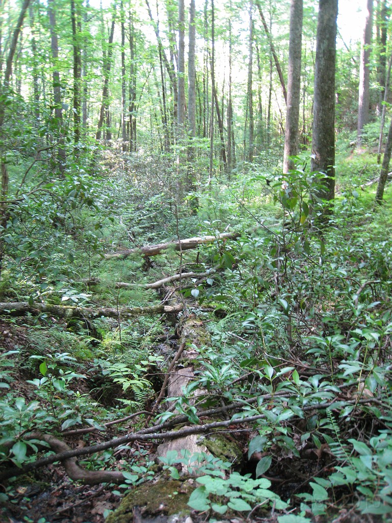 Helen to Unicoi 2010 0155.jpg - The trail from Helen Georgia to the lodge at Unicoi State Park makes a fun six mile run. July 2010 and 90 degrees makes it a little bit more of a workout.